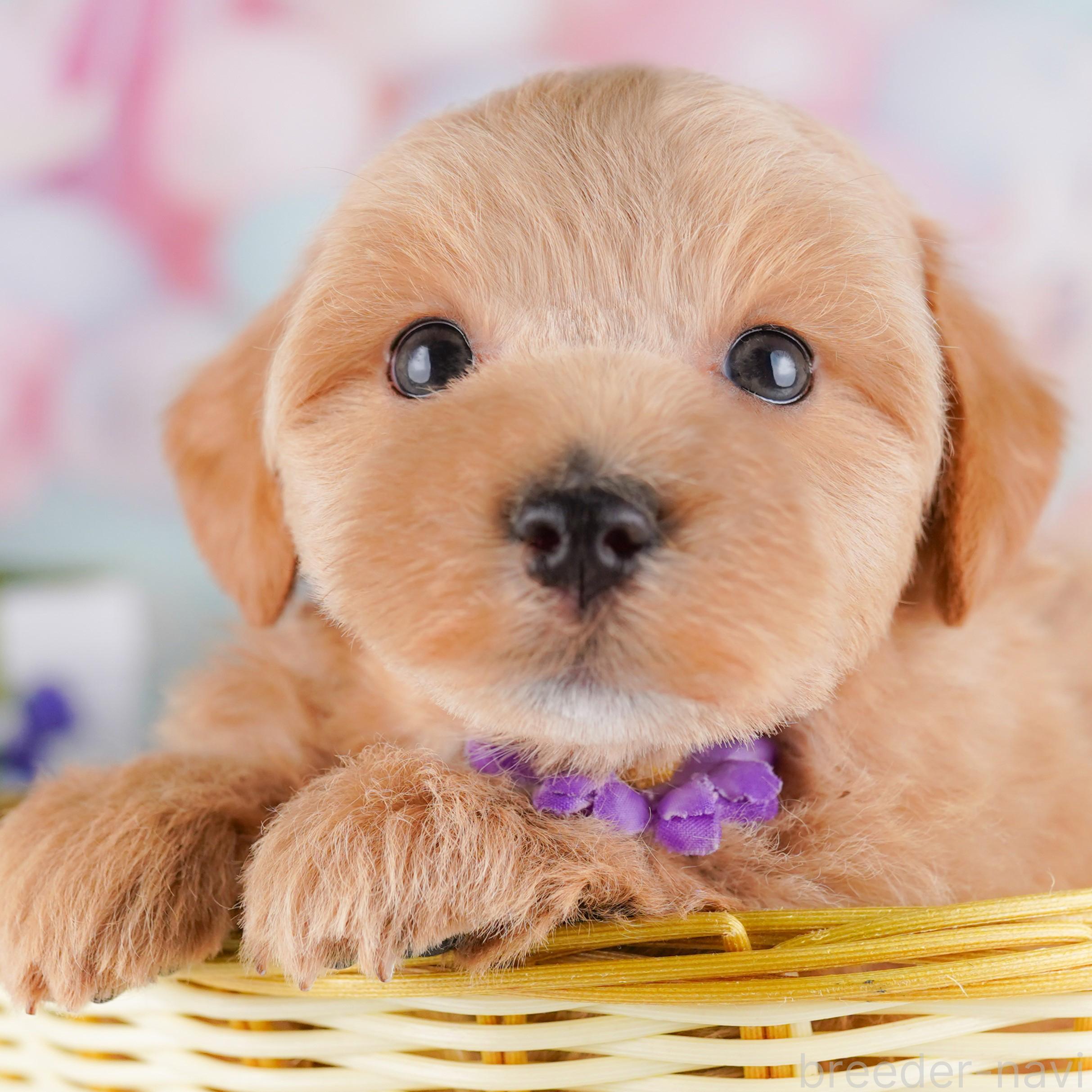 販売中の東京都のミックス犬-382568