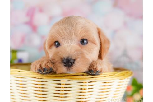 成約済の東京都のミックス犬-382568の5枚目