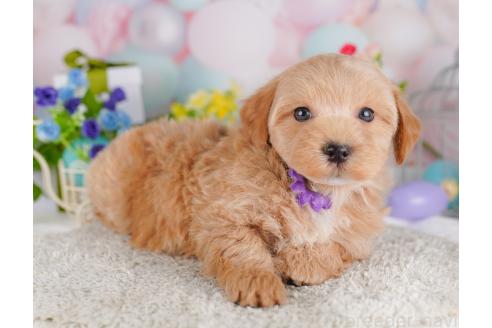 成約済の東京都のミックス犬-382568の4枚目