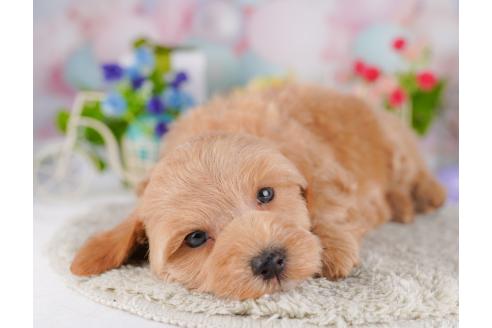 成約済の東京都のミックス犬-382568の3枚目
