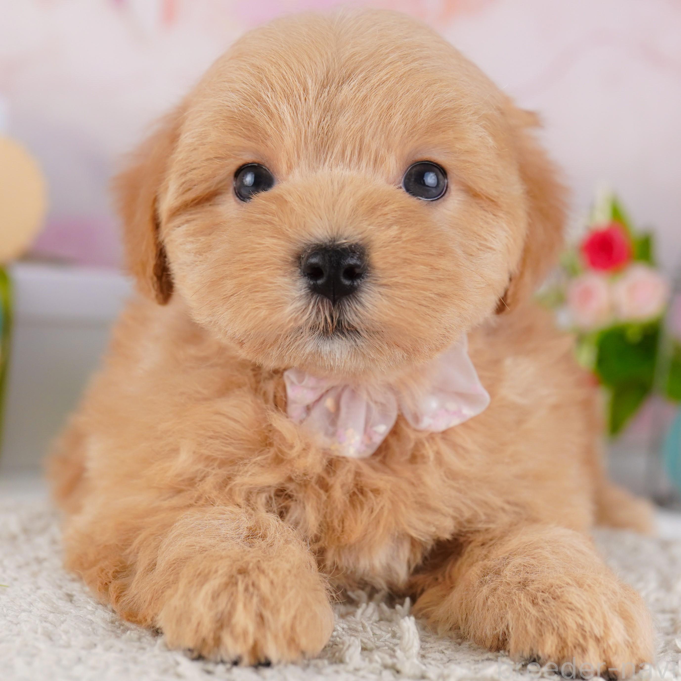 成約済の東京都のミックス犬-382572の1枚目