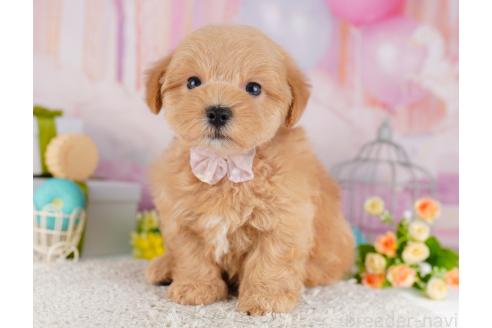 成約済の東京都のミックス犬-382572の5枚目