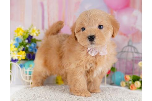成約済の東京都のミックス犬-382572の4枚目