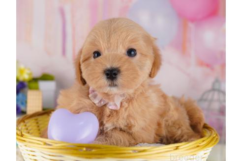 成約済の東京都のミックス犬-382572の3枚目