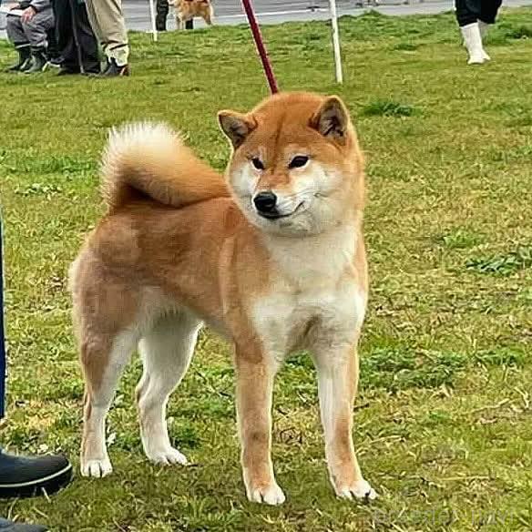 ランちゃんちゃん1枚目
