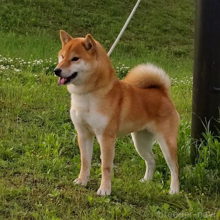 ランちゃんちゃん1枚目