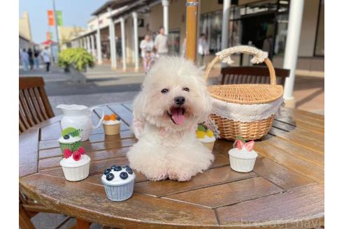 成約済の千葉県のビションフリーゼ-382583の2枚目