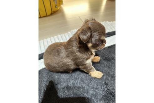 販売中の山形県のチワワ(ロングコート)-380888の10枚目