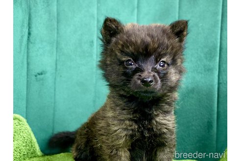 成約済の茨城県のミックス犬-380810の2枚目