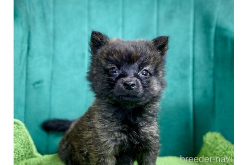 成約済の茨城県のミックス犬-380810の1枚目