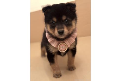 成約済の埼玉県のミックス犬-381838の1枚目