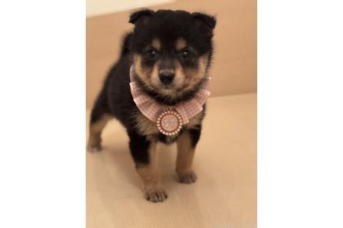 成約済の埼玉県のミックス犬-381838の5枚目