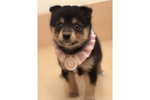 成約済の埼玉県のミックス犬-381838の4枚目