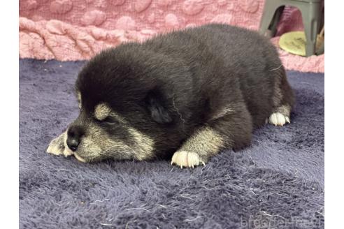 茨城県の柴犬|男の子・2025/04/02生まれ・黒色(子犬ID:382633 茨城県の柴犬|男の子・2025/04/02生まれ・黒色(子犬ID:382633