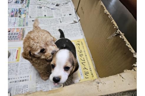 成約済の愛知県のビーグル-382648の2枚目