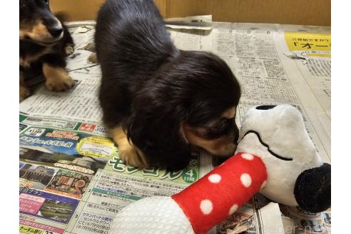 成約済の愛知県のミニチュアダックスフンド(ロングヘアード)-382654の3枚目