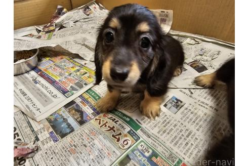 成約済の愛知県のミニチュアダックスフンド(ロングヘアード)-382654の2枚目