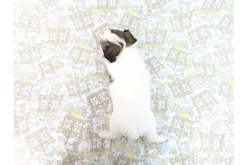 販売中の千葉県のミックス犬-379892の21枚目