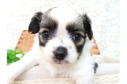 販売中の千葉県のミックス犬-379892の20枚目