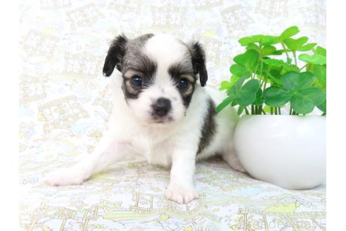 販売中の千葉県のミックス犬-379892の19枚目