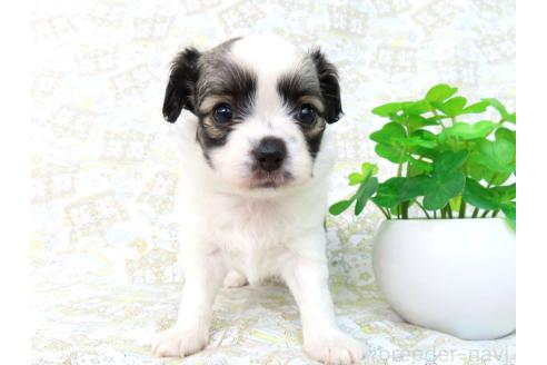 販売中の千葉県のミックス犬-379892の18枚目