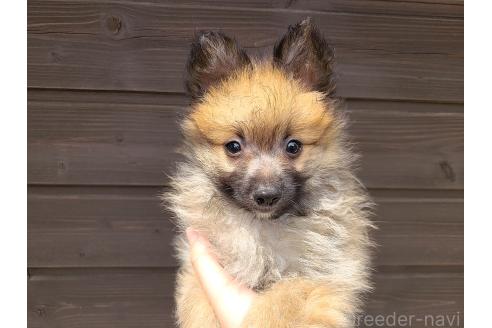 販売中の東京都のミックス犬-377878の9枚目