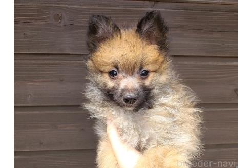 販売中の東京都のミックス犬-377878の8枚目