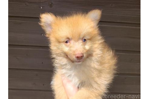 販売中の東京都のミックス犬-377877の9枚目
