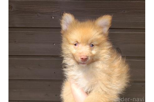 販売中の東京都のミックス犬-377877の8枚目