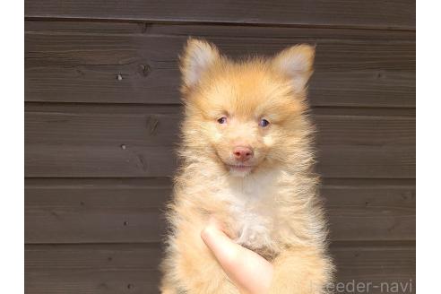 販売中の東京都のミックス犬-377877の7枚目