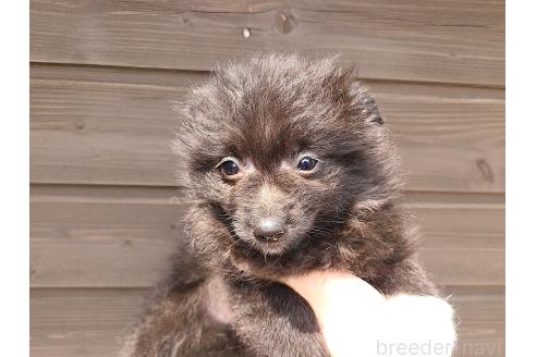 販売中の東京都のミックス犬-377876の13枚目