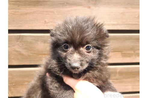 販売中の東京都のミックス犬-377876の12枚目