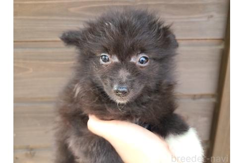 販売中の東京都のミックス犬-377876の11枚目