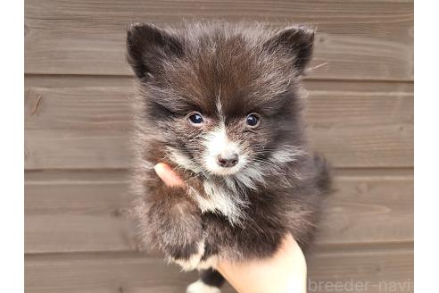 販売中の東京都のミックス犬-377873の4枚目