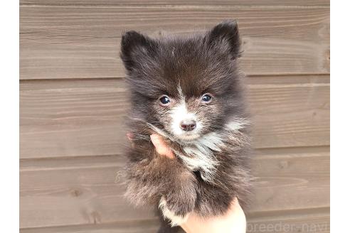 販売中の東京都のミックス犬-377873の3枚目