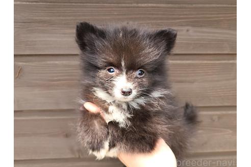 販売中の東京都のミックス犬-377873の2枚目