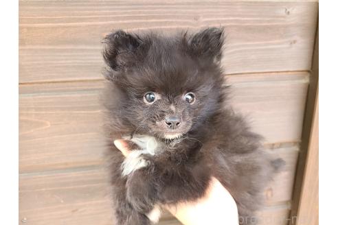 販売中の東京都のミックス犬-377874の2枚目