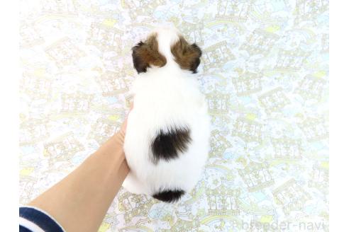 成約済の千葉県のミックス犬-379893の18枚目