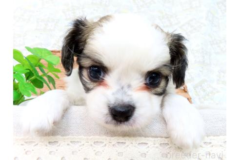 成約済の千葉県のミックス犬-379893の17枚目