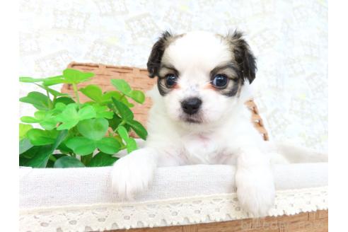 成約済の千葉県のミックス犬-379893の16枚目