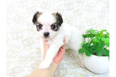 成約済の千葉県のミックス犬-379893の15枚目