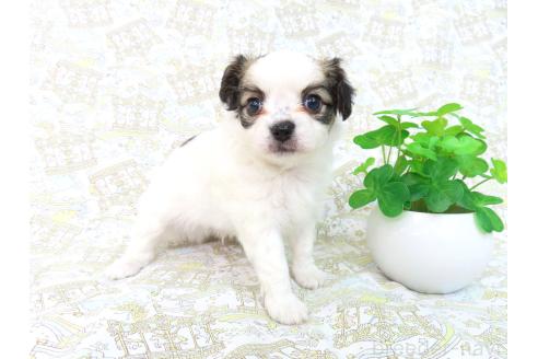 成約済の千葉県のミックス犬-379893の14枚目