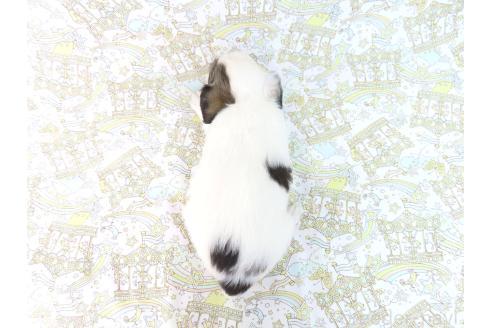 商談中の千葉県のミックス犬-379894の22枚目