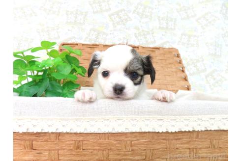商談中の千葉県のミックス犬-379894の21枚目