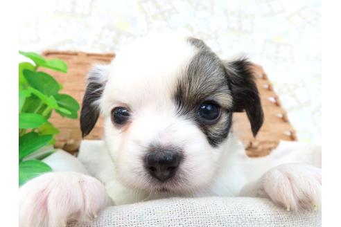 商談中の千葉県のミックス犬-379894の20枚目