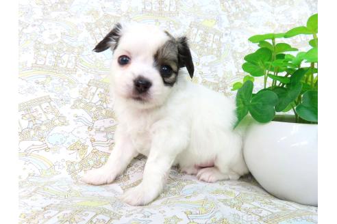 商談中の千葉県のミックス犬-379894の18枚目