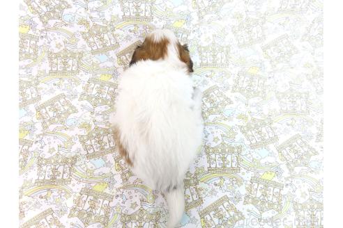 成約済の千葉県のパピヨン-380031の15枚目