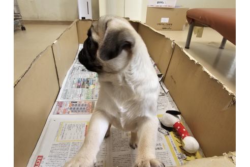 成約済の愛知県のパグ-382684の2枚目