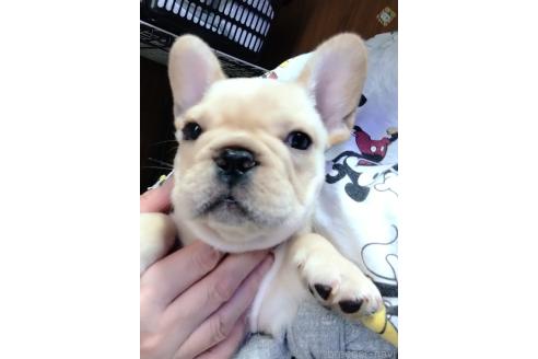 販売中の群馬県のフレンチブルドッグ-371862