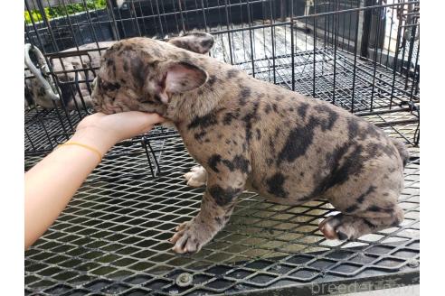 成約済の佐賀県のミックス犬-379146の3枚目